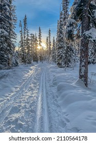 Ski Track In Winter Forest In Banff National Park, Alberta, Canada