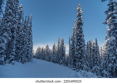 Ski Track In Winter Forest In Banff National Park, Alberta, Canada