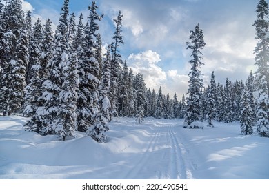 Ski Track In Winter Forest In Banff National Park, Alberta, Canada