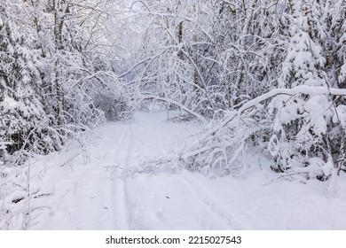 Ski Tracks In A Winter Forest