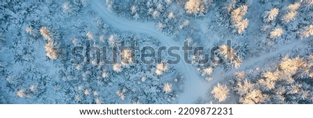 Ski trails in the winter forest. Top view of snow-covered larch trees. Morning aerial view of the winter forest. Beautiful northern nature. Ecological tourism in the woodland. Wide natural background