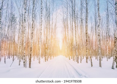 Ski walking path in the middle of a birch alley. Winter Forest Park. The sun shines through the trees.