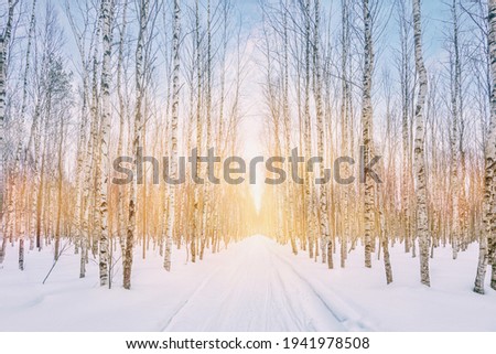 Ski walking path in the middle of a birch alley. Winter Forest Park. The sun shines through the trees.