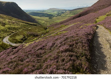 Skiddaw House Heather, Lake District