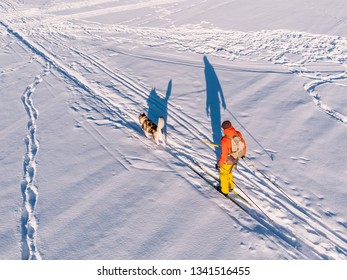 Skijor Ski On Track With Dog Malamute. Concept Winter Holiday. Aerial Top View.