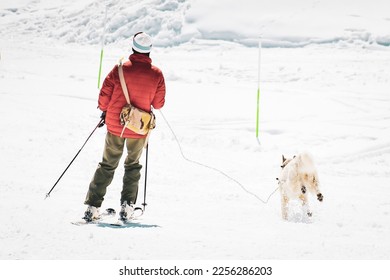 Skijoring dog racing practice on ski slopes. Winter dog sport competition. Siberian husky dog pulls skier. Active skiing on snowy cross country track road