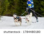 Skijoring dog racing. Winter dog sport competition. Siberian husky dog pulls skier. Active skiing on snowy cross country track road