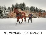 Skijoring, winter sports with horse. A man stands on skis and lets himself be dragged by his horse through the winter landscape. Skijoring is a winter sport, which has its roots in Scandinavia.
