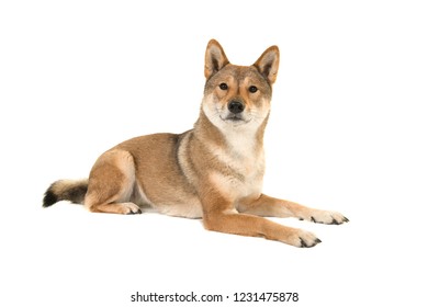 四国犬 High Res Stock Images Shutterstock