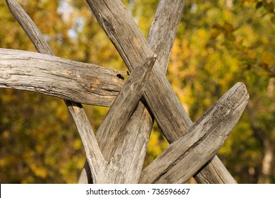 Sápmi Skill, How To Handle Naturally, Old, Wooden Bars. First Step To A Traditionally Sápmi Tipi. 