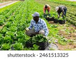 Skilled african american agricultural worker gathering crop of green chard on vegetable plantation during spring harvest ..