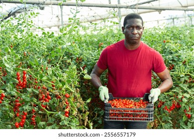 Skilled african man engaged in gardening carrying crate full of fresh ripe cherry tomatoes on farm - Powered by Shutterstock