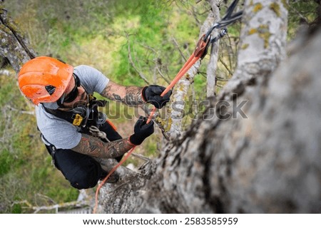 Skilled arborist performing tree pruning using rope access techniques, ensuring safety and precision