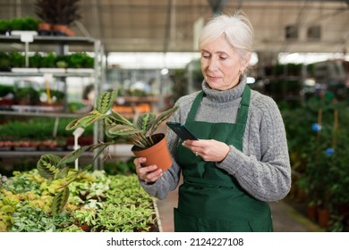 Skilled elderly saleswoman doing inventory in garden center using smartphone to scan barcode on potted plant. Stock control concept