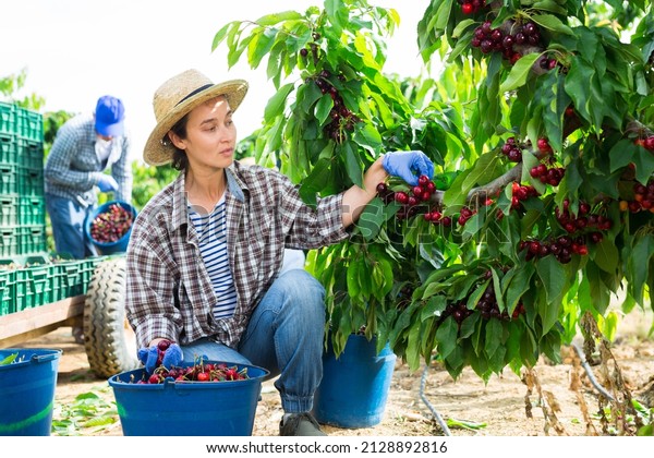 Skilled\
female farmer with team of workers gathering crop of ripe sweet\
cherry berries in summer orchard. Harvest\
time