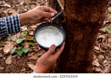 The skilled hand of a rubber planter deftly collects the rubber to the cup from the rubber tree's bark.