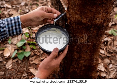 The skilled hand of a rubber planter deftly collects the rubber to the cup from the rubber tree's bark.