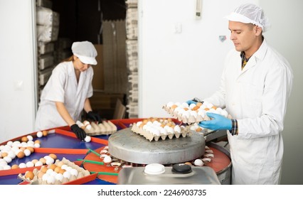 Skilled poultry farm worker in white uniform and rubber gloves sorting freshly picked chicken eggs by size and packing in paper trays - Shutterstock ID 2246903735