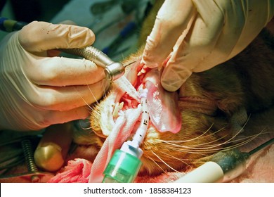 A Skilled Veterinarian Performing Dental Surgery On A Domestic House Cat