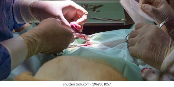 A Skilled Veterinarian Prepares To Remove The Testicle Of A Dog During Sterilization Surgery