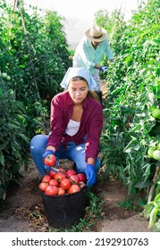 Skilled Young Female Farmer Harvesting Crop Of Ripe Tomatoes On Farm Field On Summer Day.