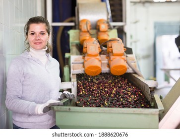 Skilled young woman controlling transfer of olives by conveyor to crushing machine on artisanal factory of olive oil