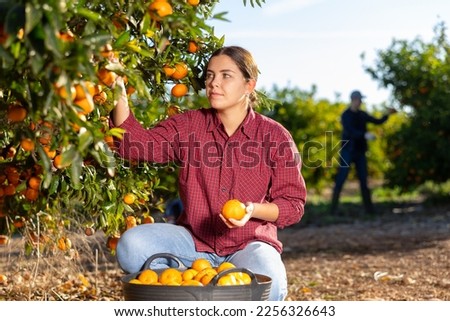 Skilled young woman farmer employee in plaid shirt harvesting fresh tangerines during work on farm during daytime