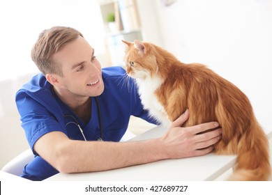 Skillful Male Vet Is Examining The Pet