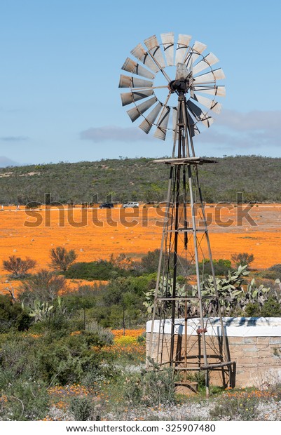 SKILPAD, SOUTH AFRICA - AUGUST 19, 2015: A\
Windmill and a sea of orange daisies at Skilpad in the Namaqua\
National Park in South\
Africa