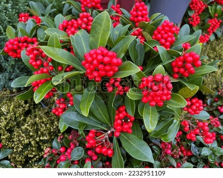 Skimmia japonica, is an attractive plant with beautiful red berries in autumn.