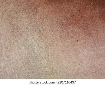 skin of albino buffalo texture with white hair - Shutterstock ID 2207110437
