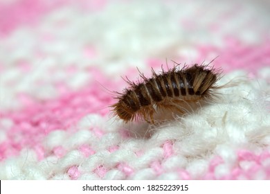 Skin Beetle, Anthrenus Larva On Textile, Macro Photo, This Insect Can Be A Pest On Textiles 