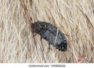 Skin beetle - Dermestes murinus from the family Dermestidae. A beetle on the fur of a dead animal.