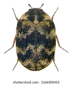 Skin beetle (larder, hide or leather, carpet, khapra), (Coleoptera: Dermestidae). Isolated on a white background
