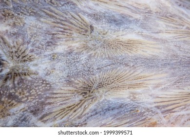 Skin Of A Beluga Hausen (huso Huso) Sturgeon From Romania, Danube River