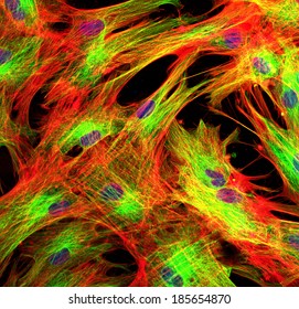 Skin Cells Stained With Fluorescent Dyes 