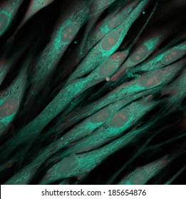 Skin Cells Stained With Fluorescent Dyes 