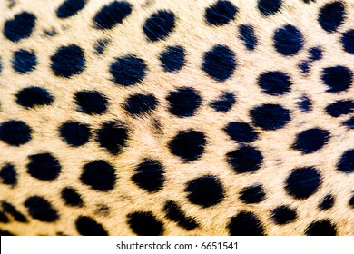 Skin Of Cheetah