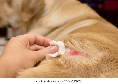 
Skin Diseases In Yellow Labradors. Atopic Dermatitis