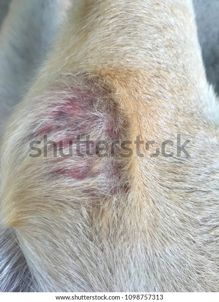 Skin Dog Around Red Scaly Skin Stock Photo (edit Now) 1098757313