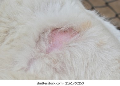 Skin Of Dog Showing Hair Loss, Itching Disease