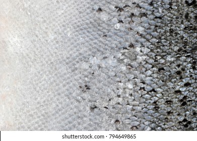 129,455 Silver Fish Images, Stock Photos & Vectors 