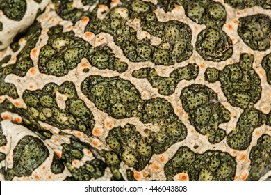 Skin Of Green Toad, Spotted Natural Background