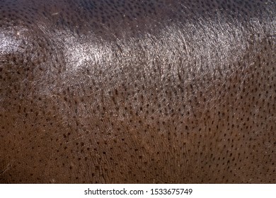 Skin Of A Hippopotamus. Blood Sweat