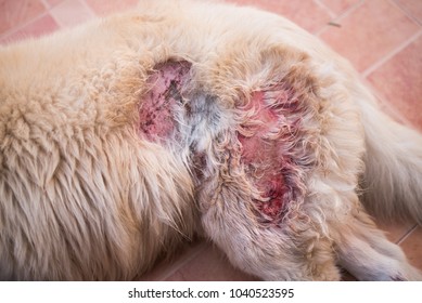 Skin Lesions That Occur Directly The Buttocks Of The Dog.