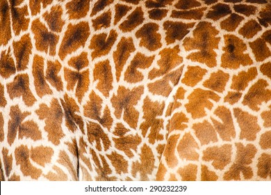 Skin Masai Giraffe For Background