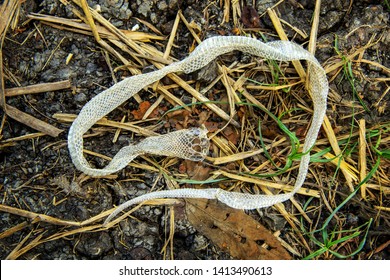 1,353 Snake Pile Stock Photos, Images & Photography | Shutterstock