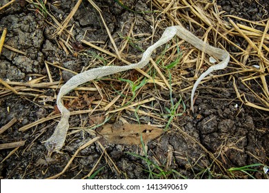 Snake Shed Skin Stock Photos Images Photography Shutterstock