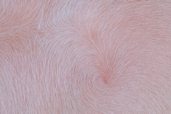 The Skin Of The Pig Has Spiral Hairs Like A Storm Eye.