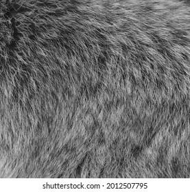 Skin of raccoon or racoon or North American, northern raccoon and colloquially as coon is a medium-sized mammal native to North America.